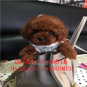 白山出售纯种健康的泰迪犬红色泰迪多少钱一只泰迪犬图片茶杯泰迪犬