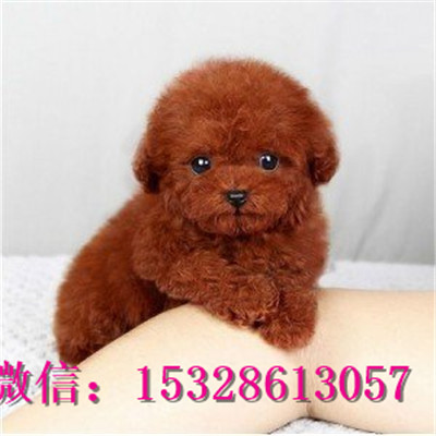 佳木斯哪里有泰迪犬出售赛级泰迪犬价格黑色泰