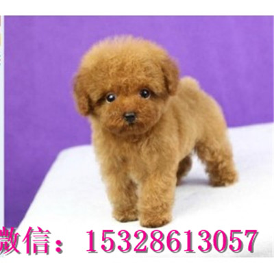 大连哪里能买到纯种泰迪熊赛级泰迪犬价格泰迪