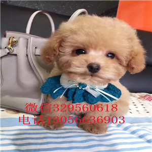 贵阳哪里有卖泰迪犬白色泰迪多少钱一只泰迪犬图片微小泰迪犬