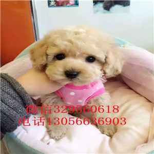 昌吉哪里有卖泰迪犬红色泰迪多少钱一只泰迪犬