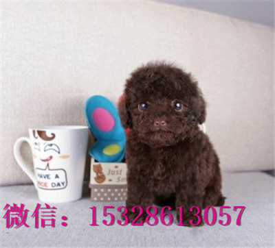 平凉哪里能买到泰迪熊双血统泰迪犬多少钱泰迪