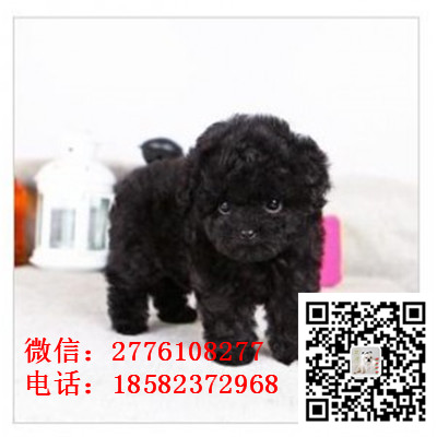 沈阳哪里有纯种泰迪犬出售 泰迪幼犬哪里的健