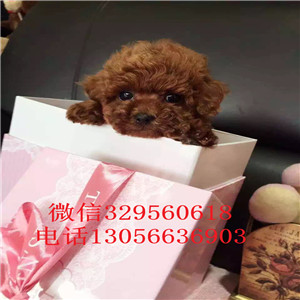 南开出售纯种健康的泰迪犬红色泰迪多少钱一只
