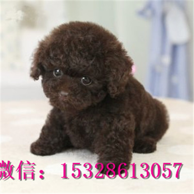 安康哪里有泰迪犬出售健康泰迪熊多少钱泰迪犬幼犬图片泰迪犬幼犬出售