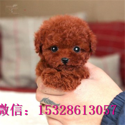 武威哪里能买到泰迪熊纯种泰迪熊多少钱灰色泰迪熊图片泰迪犬幼犬出售