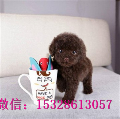 铜川哪里的泰迪犬便宜赛级泰迪犬价格泰迪犬幼