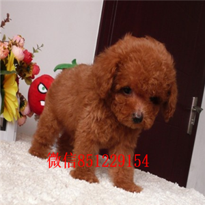 南昌哪里有泰迪 纯种小体泰迪多少钱一只 茶杯