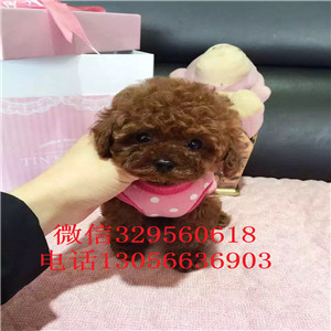 南开出售纯种健康的泰迪犬红色泰迪多少钱一只泰迪犬价格玩具泰迪犬