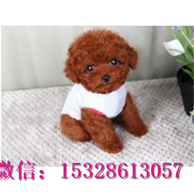 大连哪里能买到纯种泰迪熊赛级泰迪犬价格泰迪犬幼犬图片泰迪犬幼犬出售