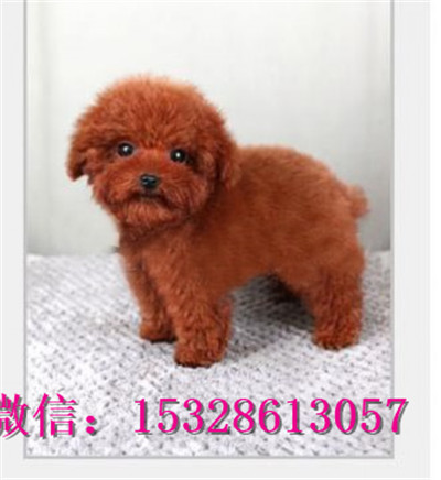 晋中哪里有泰迪犬出售纯种泰迪熊多少钱泰迪熊