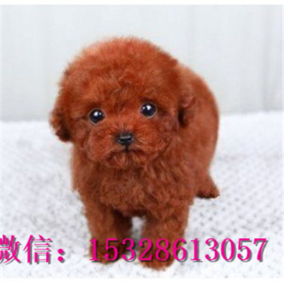 南昌哪里有卖泰迪熊 纯种泰迪犬多少钱 赛级茶