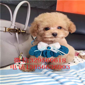 漯河哪里有卖泰迪犬黑色泰迪多少钱一只泰迪犬