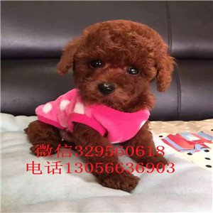 大连出售纯种健康的泰迪犬白色泰迪多少钱一只