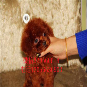 焦作哪里能买到纯种泰迪红色泰迪多少钱一只泰迪犬价格微小泰迪犬