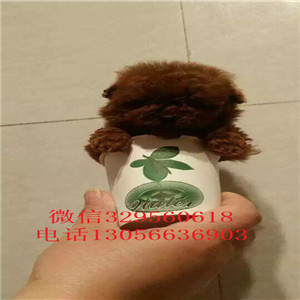 许昌哪里能买到纯种泰迪灰色泰迪多少钱一只泰迪犬图片苹果头泰迪犬