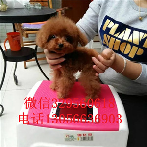 塘沽出售纯种健康的泰迪犬灰色泰迪多少钱一只