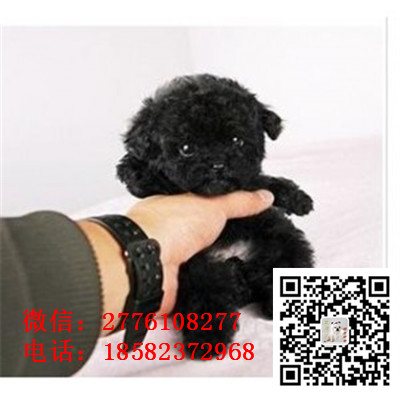 沈阳哪里有纯种泰迪犬出售 泰迪幼犬哪里的健康 泰迪长不大茶杯多少钱