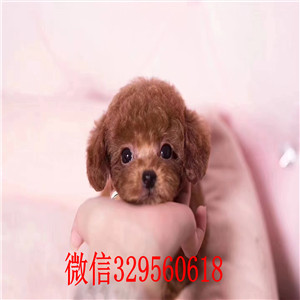 南昌泰迪犬价格 南昌泰迪多少钱一只 泰迪犬照片