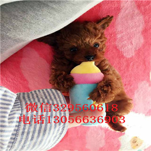 和平出售纯种健康的泰迪犬灰色泰迪多少钱一只