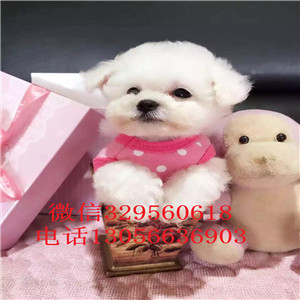 承德市出售纯种健康的泰迪犬红色泰迪多少钱一