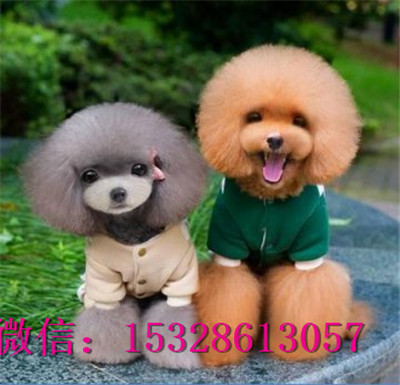 武威哪里能买到泰迪熊纯种泰迪熊多少钱灰色泰迪熊图片泰迪犬幼犬出售