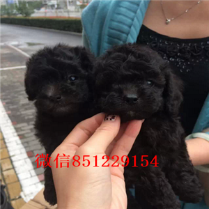 南昌哪里有卖花泰迪“灰白花”专业繁殖花泰迪