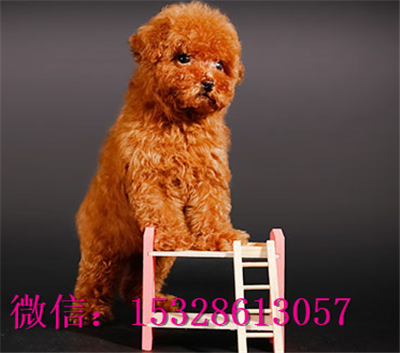 晋城哪里有卖泰迪犬双血统泰迪犬多少钱黑色泰