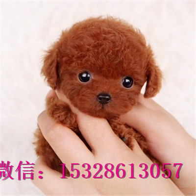 滨州哪里有泰迪犬出售泰迪熊幼犬价格泰迪犬舍