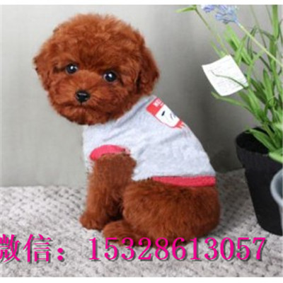 大连哪里能买到纯种泰迪熊赛级泰迪犬价格泰迪犬幼犬图片泰迪犬幼犬出售