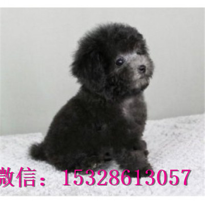 辽阳哪里有泰迪犬出售泰迪熊幼犬价格黑色泰迪