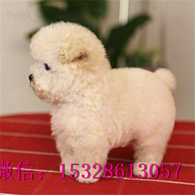 晋城哪里能买到泰迪熊赛级泰迪犬价格棕色泰迪