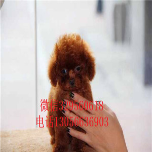 焦作哪里能买到纯种泰迪红色泰迪多少钱一只泰迪犬价格微小泰迪犬