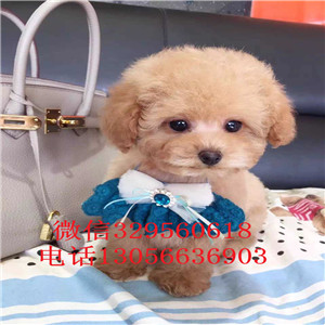 白山出售纯种健康的泰迪犬红色泰迪多少钱一只泰迪犬图片茶杯泰迪犬