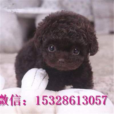 安康哪里有泰迪犬出售健康泰迪熊多少钱泰迪犬幼犬图片泰迪犬幼犬出售