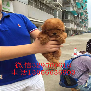 汉沽哪里有卖泰迪犬红色泰迪多少钱一只泰迪犬图片玩具泰迪犬