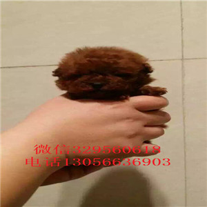 贵阳哪里有卖泰迪犬白色泰迪多少钱一只泰迪犬