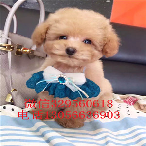 东营哪里有卖泰迪犬黑色泰迪多少钱一只泰迪犬图片玩具泰迪犬