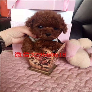  西安哪里出售茶杯狗幼犬西安哪里能买到健康的茶杯狗狗狗西安纯种茶杯狗