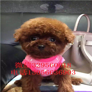 河西哪里有卖泰迪犬黑色泰迪多少钱一只泰迪犬