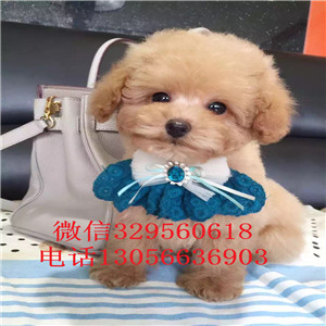 白山出售纯种健康的泰迪犬红色泰迪多少钱一只