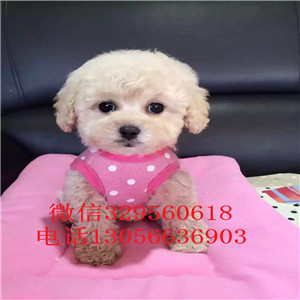 威海出售纯种健康的泰迪犬红色泰迪多少钱一只