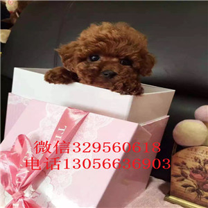 南开出售纯种健康的泰迪犬红色泰迪多少钱一只泰迪犬价格玩具泰迪犬