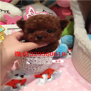  西安哪里出售茶杯狗幼犬西安哪里能买到健康的茶杯狗狗狗西安纯种茶杯狗