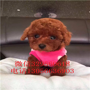 威海出售纯种健康的泰迪犬红色泰迪多少钱一只泰迪犬犬舍微小泰迪犬