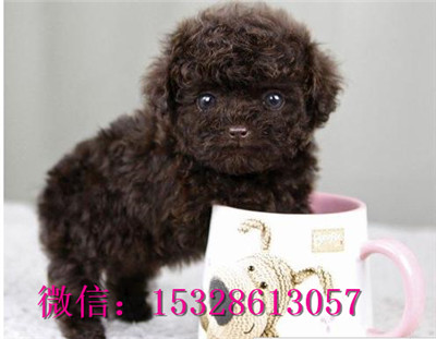 琼中哪里有卖泰迪犬双血统泰迪犬多少钱泰迪犬