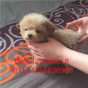 赤峰哪里有卖泰迪犬灰色泰迪多少钱一只泰迪犬狗场茶杯泰迪犬