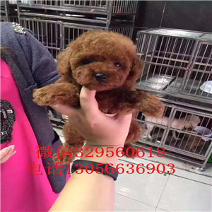 汉沽哪里有卖泰迪犬红色泰迪多少钱一只泰迪犬图片玩具泰迪犬