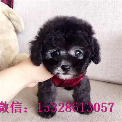 武威哪里能买到泰迪熊纯种泰迪熊多少钱灰色泰迪熊图片泰迪犬幼犬出售