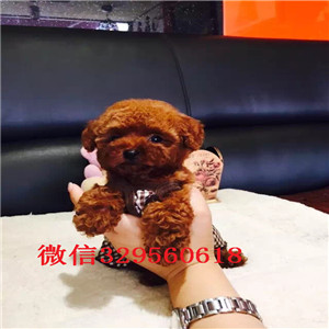 黑龙江黑河哪里有卖泰迪犬  纯种泰迪多少钱一
